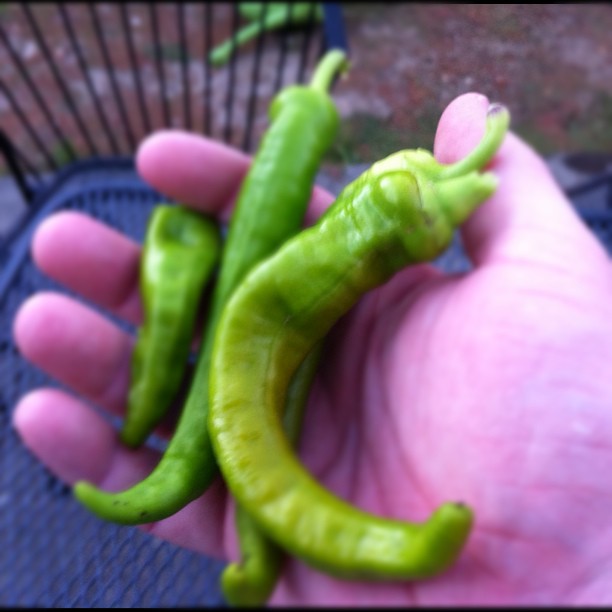 Some peppers from my garden. 