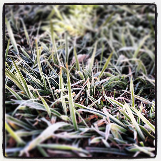 Frosty Grass