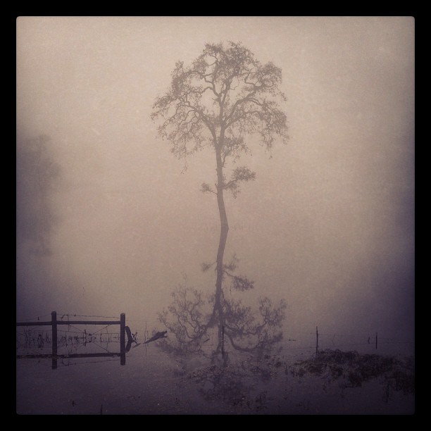 Tree in the Laguna this morning.