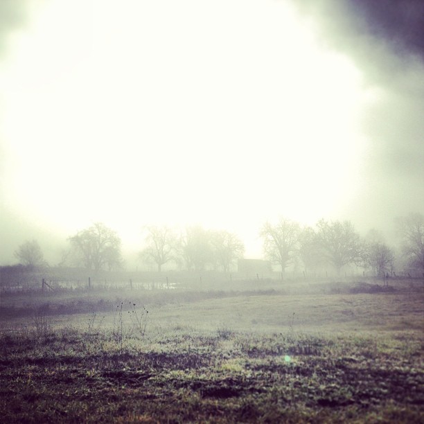 Foggy day in Sonoma Co...