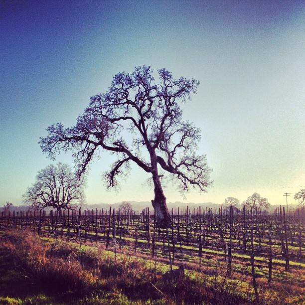Sonoma Co.