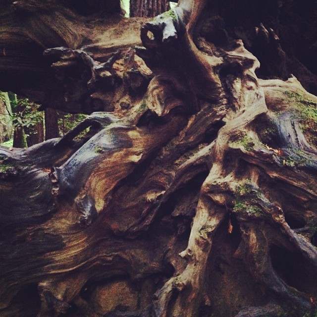 From the woods today...