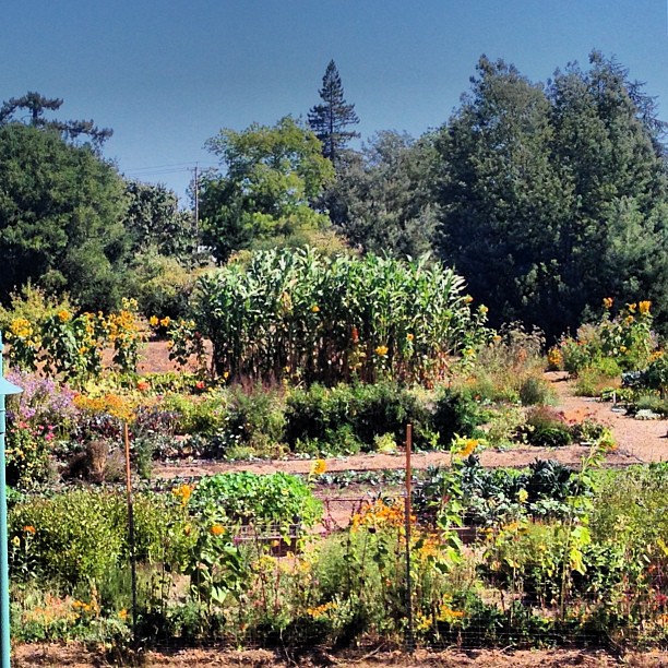 The corn growing in the garden outside my window has just exploded!