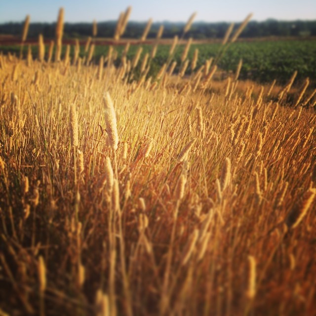 Checked in at Laguna de Santa Rosa Foundation